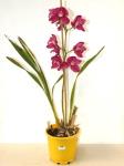 Pink Cymbidium Orchid