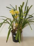 Yellow Cymbidium Orchid