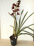Burgundy Cymbidium Orchid