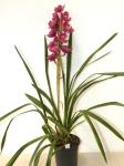 Pink Cymbidium Orchid