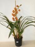 Orange Cymbidium Orchid
