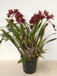 Burgundy Cymbidium Orchid