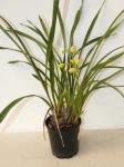 476 · YELLOW CYMBIDIUM ORCHID