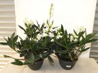 477 · 2 DENDROBIUM ORCHIDS