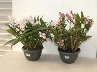2 DENDROBIUM ORCHIDS