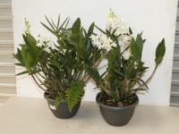 2 DENDROBIUM ORCHIDS