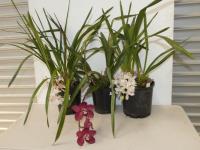 3 VARIOUS ORCHIDS