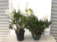 2 Dendrobium Orchids