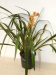 Peach Cymbidium Orchid