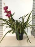 Burgundy Cymbidium Orchid