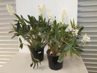 2 DENDROBIUM ORCHIDS