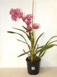 485 · PINK CYMBIDIUM ORCHID