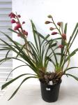 486 · BURGUNDY CYMBIDIUM ORCHID