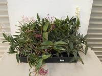 Tray Of Dendrobium Orchids