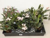 Tray Of Dendrobium Orchids