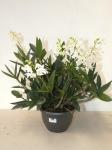 Dendrobium Orchid