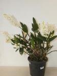 Dendrobium Orchid