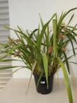PINK CYMBIDIUM ORCHID