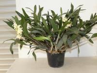DENDROBIUM ORCHID