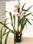 PINK CYMBIDIUM ORCHID