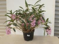 DENDROBIUM ORCHID