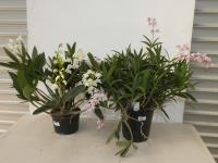 2 DENDROBIUM ORCHIDS