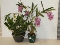 2 DENDROBIUM ORCHIDS