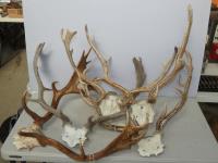 1441 · 5 SETS OF DEER ANTLERS