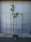 1698 · POTTED SILVER BIRCH H-2 M+