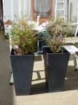 1707 · 2 POTTED SHRUBS H-130 CM OVERA