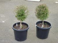 1724 · 2 POTTED LONICERA H-67 CM