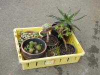 CRATE OF ASSORTED SUCCULENTS &