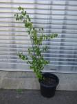 1793 · POTTED SILVER BIRCH H-140 CM