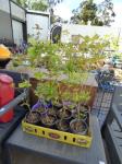 1812 · BOX OF 12 OAK TREES H-80 CM AV