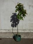 1821 · POTED TREE - MAPLE LEAF H-2 M+