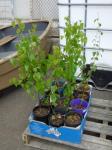 1853 · BOX OF 12 SILVER BIRCH POTTED