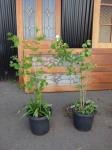 1867 · 2 POM POM VERBENA TREE H-140 C