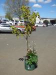 1872 · VINE LEAF MAPLE TREE H-2 METRE