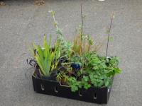 1877 · BOX OF 10 ASSORTED COTTAGE PLA