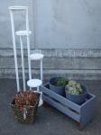 1890 · POTTED SUCCULENTS, PLANTER & P