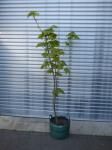 VINE LEAF MAPLE TREE H-2 M+