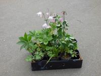 1946 · BOX WITH 12 COTTAGE GARDEN PLA