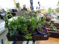 1948 · BOX OF 12 COTTAGE GARDEN PLANT