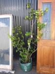 POM POM VERBENA TREES H-2 METR
