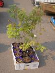 BOX OF 12 POTTED OAK TREES