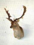 1003 · LARGE MOUNTED STAG HEAD