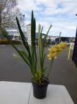 1257 · LARGE YELLOW/PINK CYMBIDIUM OR