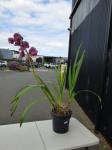1258 · MAUVE CYMBIDIUM ORCHID