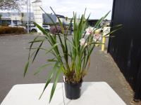 1259 · WHITE/DUSTY PINK CYMBIDIUM ORC