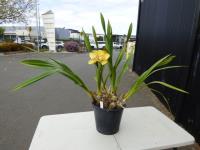 1260 · YELLOW CYMBIDIUM ORCHID